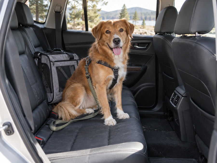 Pets & Daily Friction